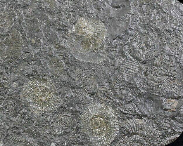 Dactylioceras Ammonites - Posidonia Shale #23110